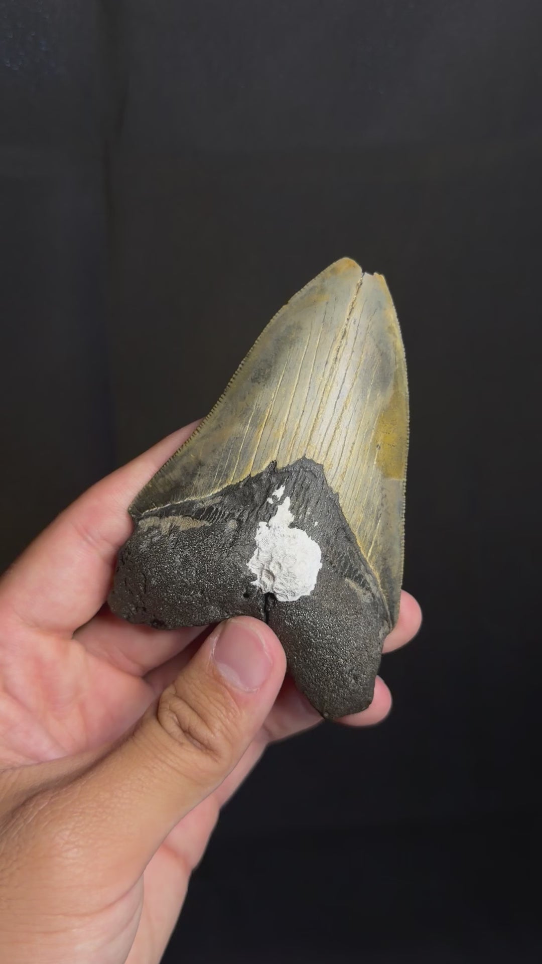 Megalodon Tooth - 4.29 - Ledge, North Carolina