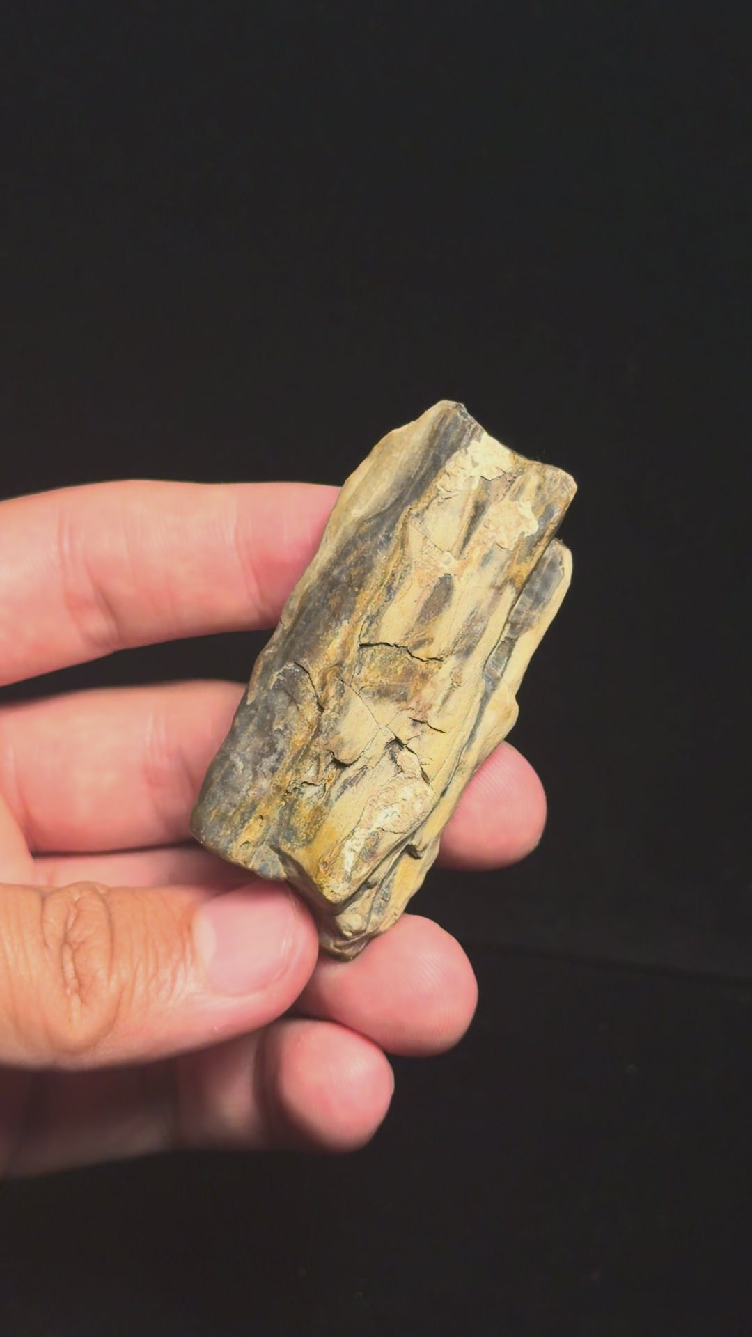 Petrified Wood – 2.66" – Hell Creek Formation, Montana