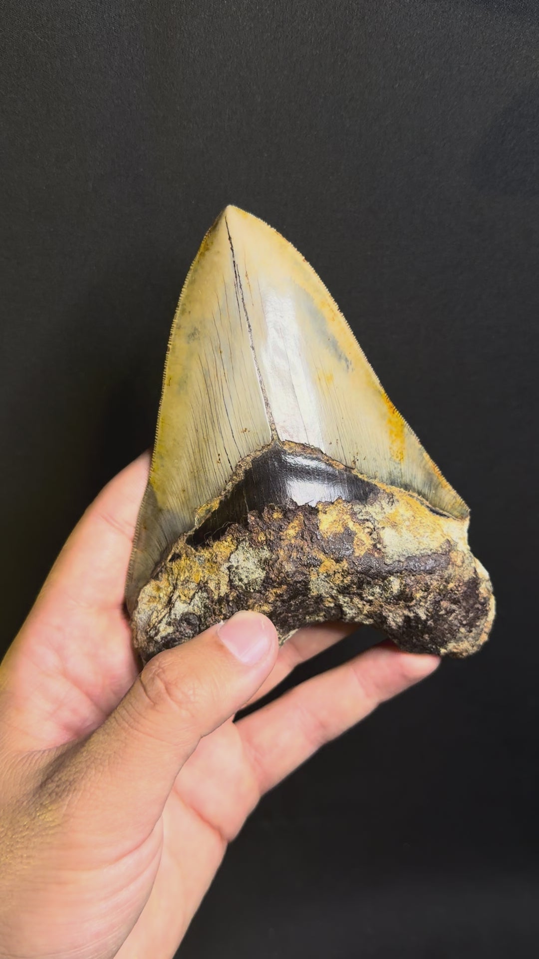 Megalodon Tooth – 5.49” – Indonesia
