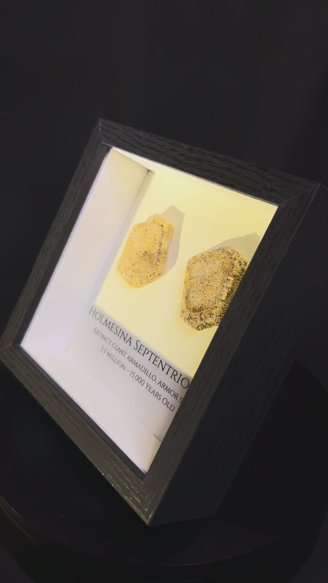 Framed Giant Armadillo scutes