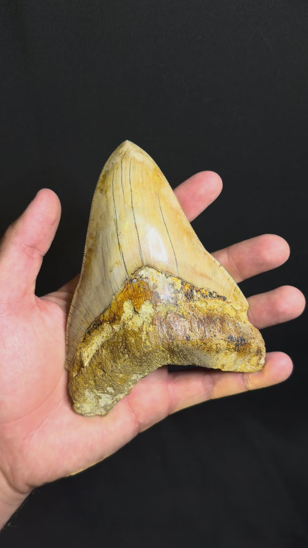 Megalodon Tooth – 5.48” – Indonesia