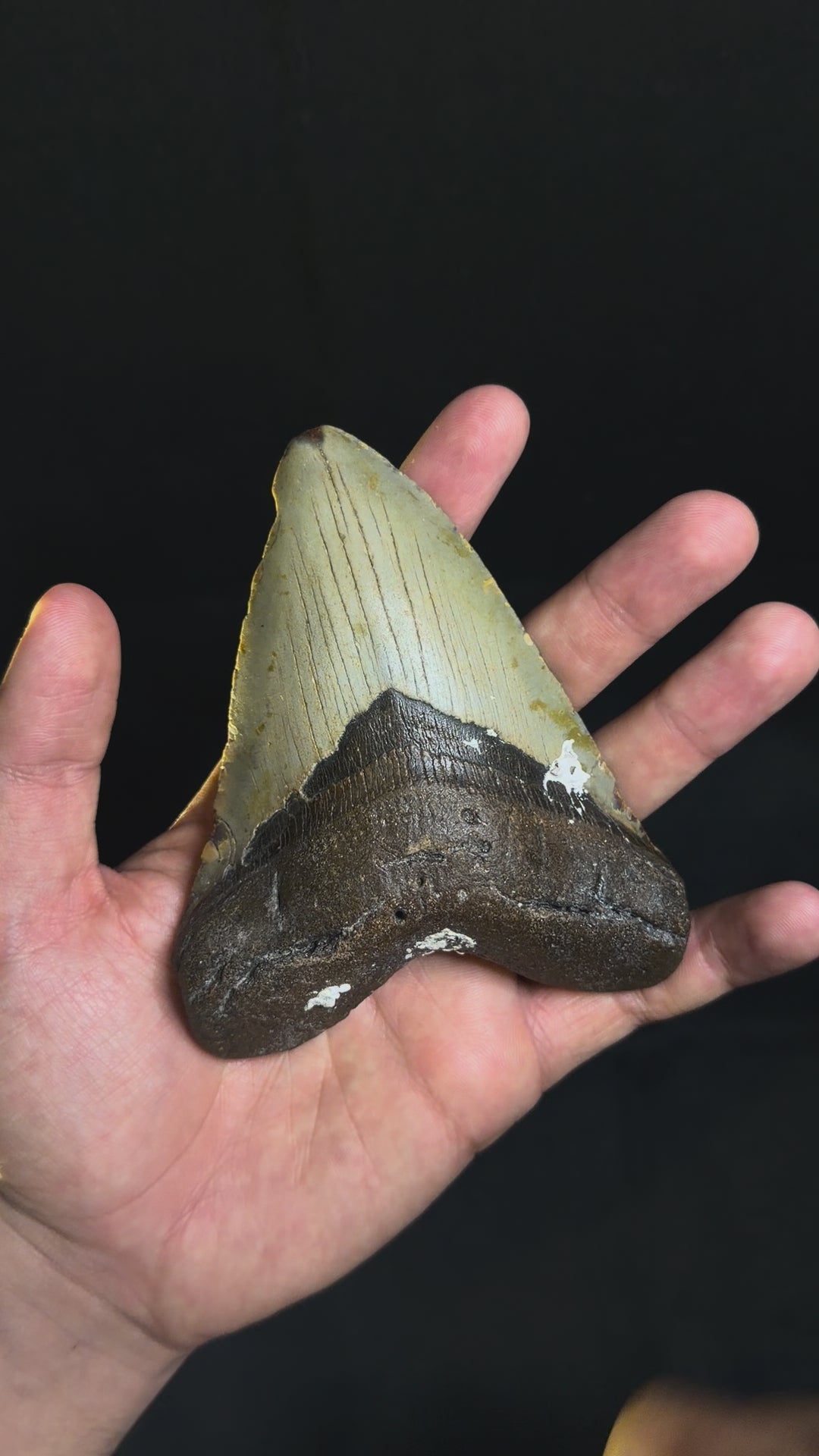 Megalodon Tooth - 4.82" - Ledge, North Carolina
