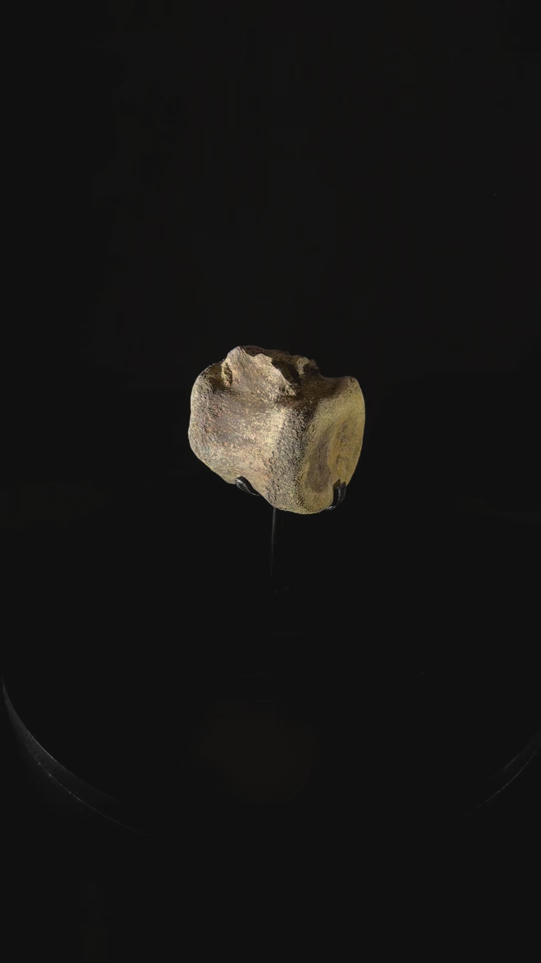 Hadrosaur Tail Vertebra - Hell Creek Formation