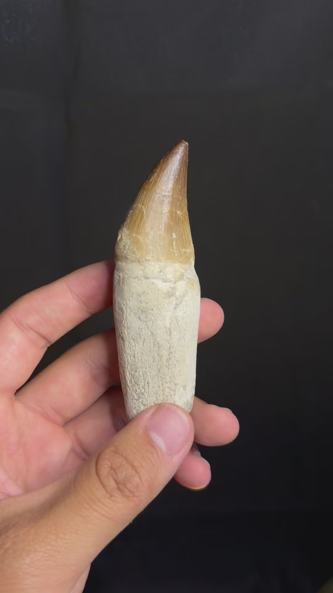 Rooted Mosasaur Tooth - 3.97” - Morocco