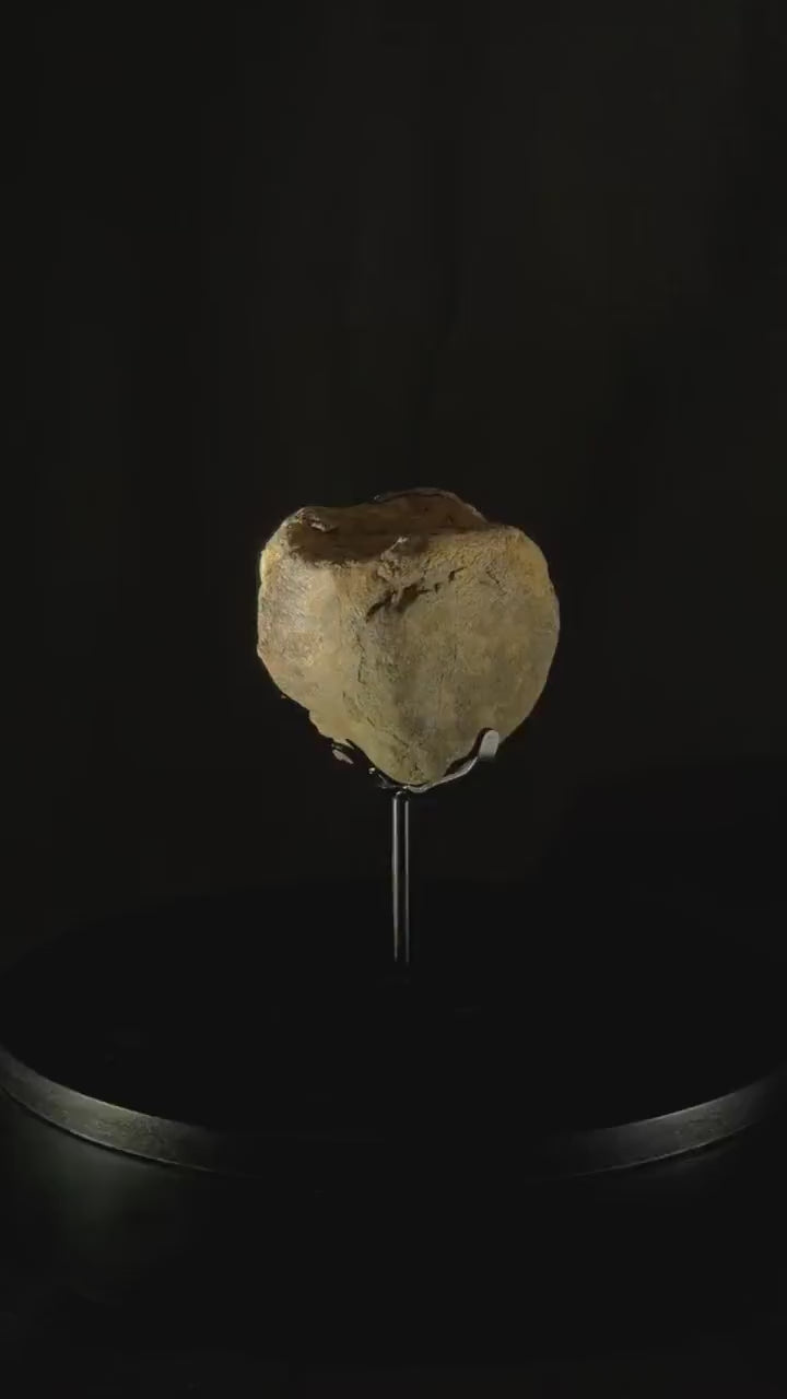 Pachycephalosaurus vertebra - Hell Creek Formation