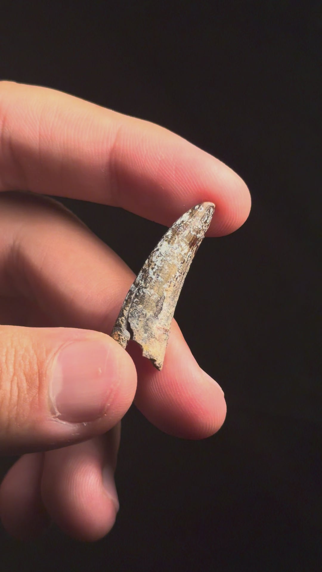 Suchomimus Tooth – 1.30" – Elrhaz Formation, Niger