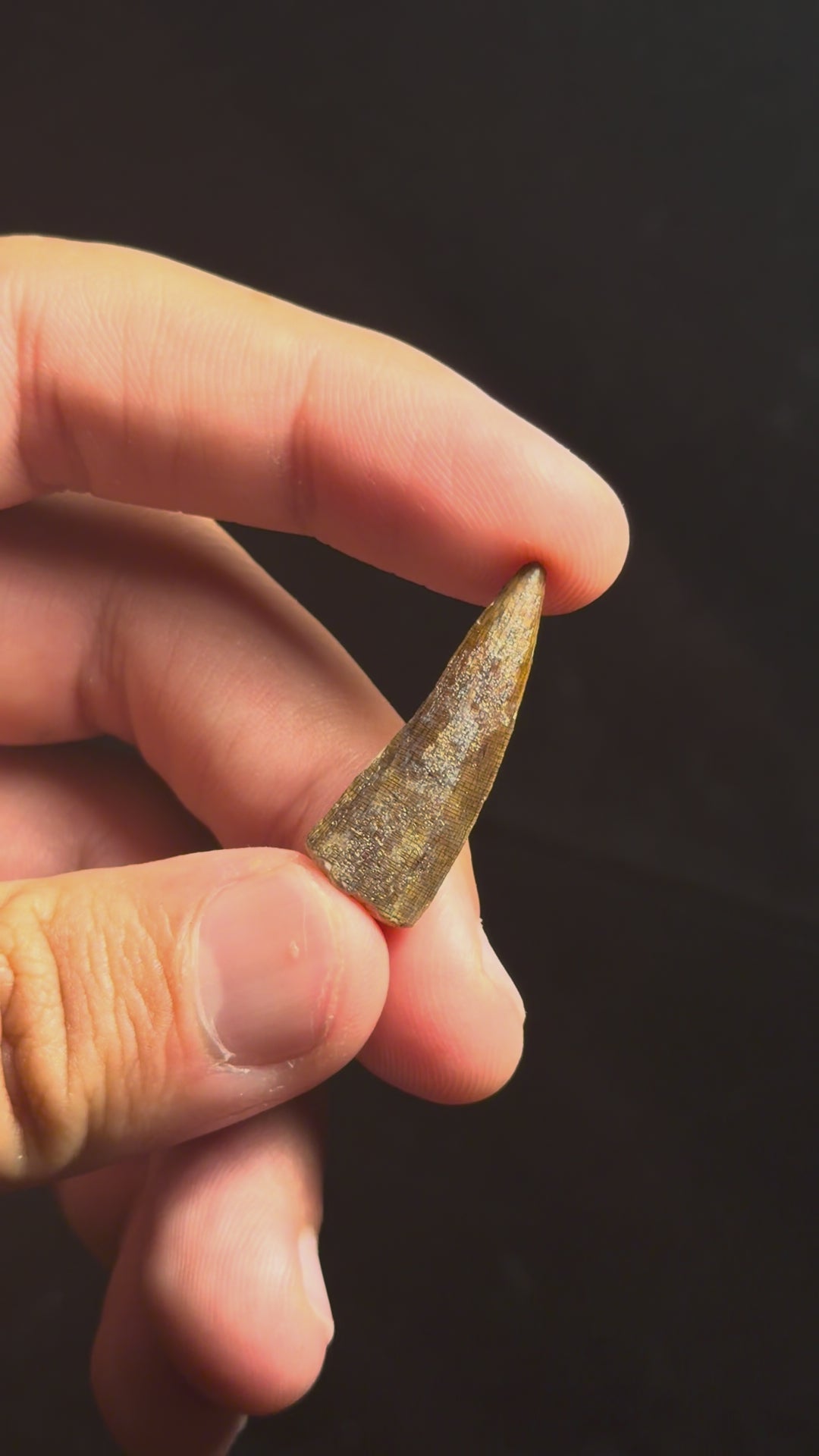 Suchomimus Tooth – 1.20" – Elrhaz Formation, Niger