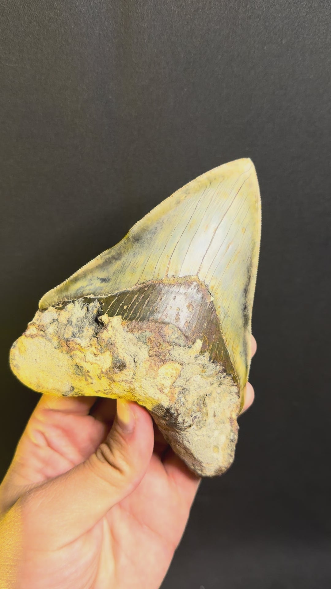 Megalodon Tooth – 5.50” – Indonesia
