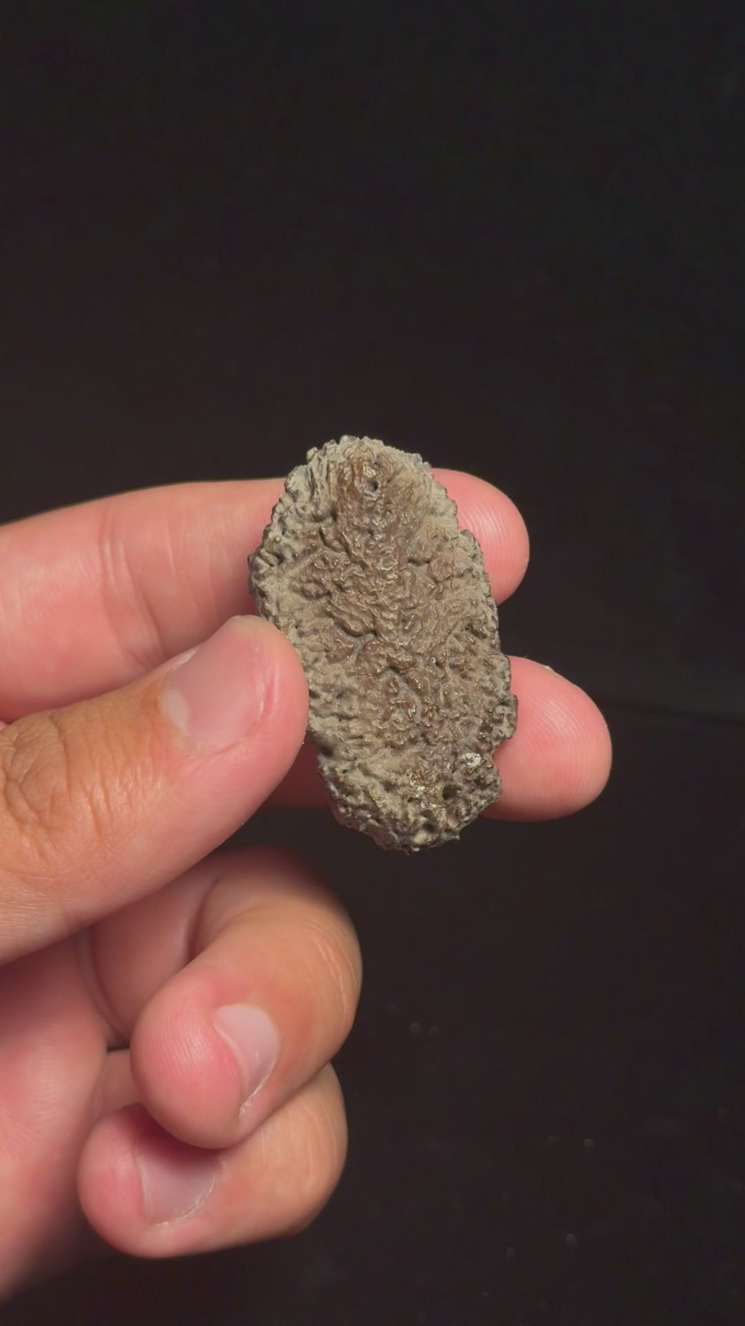 Ankylosaur Scute – 1.73" – Judith River Formation, Montana