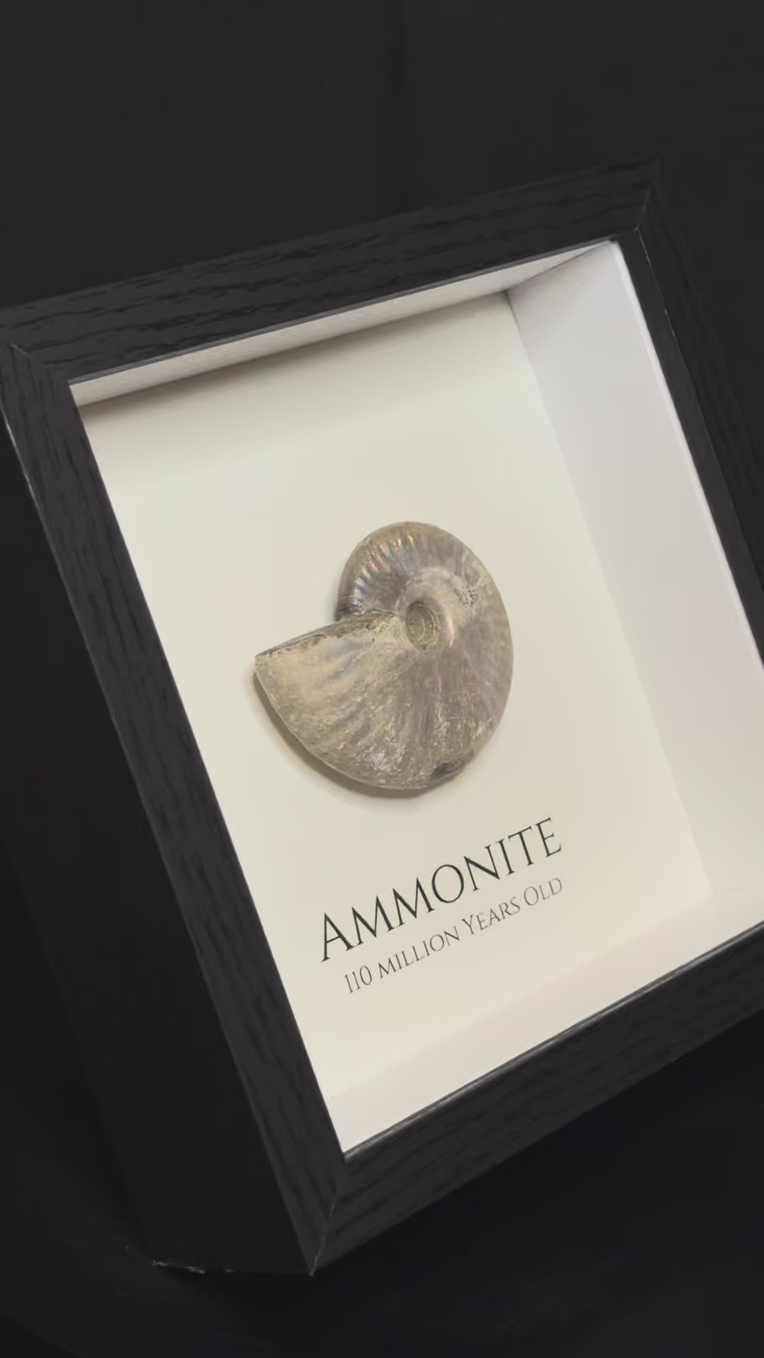 Framed Ammonite