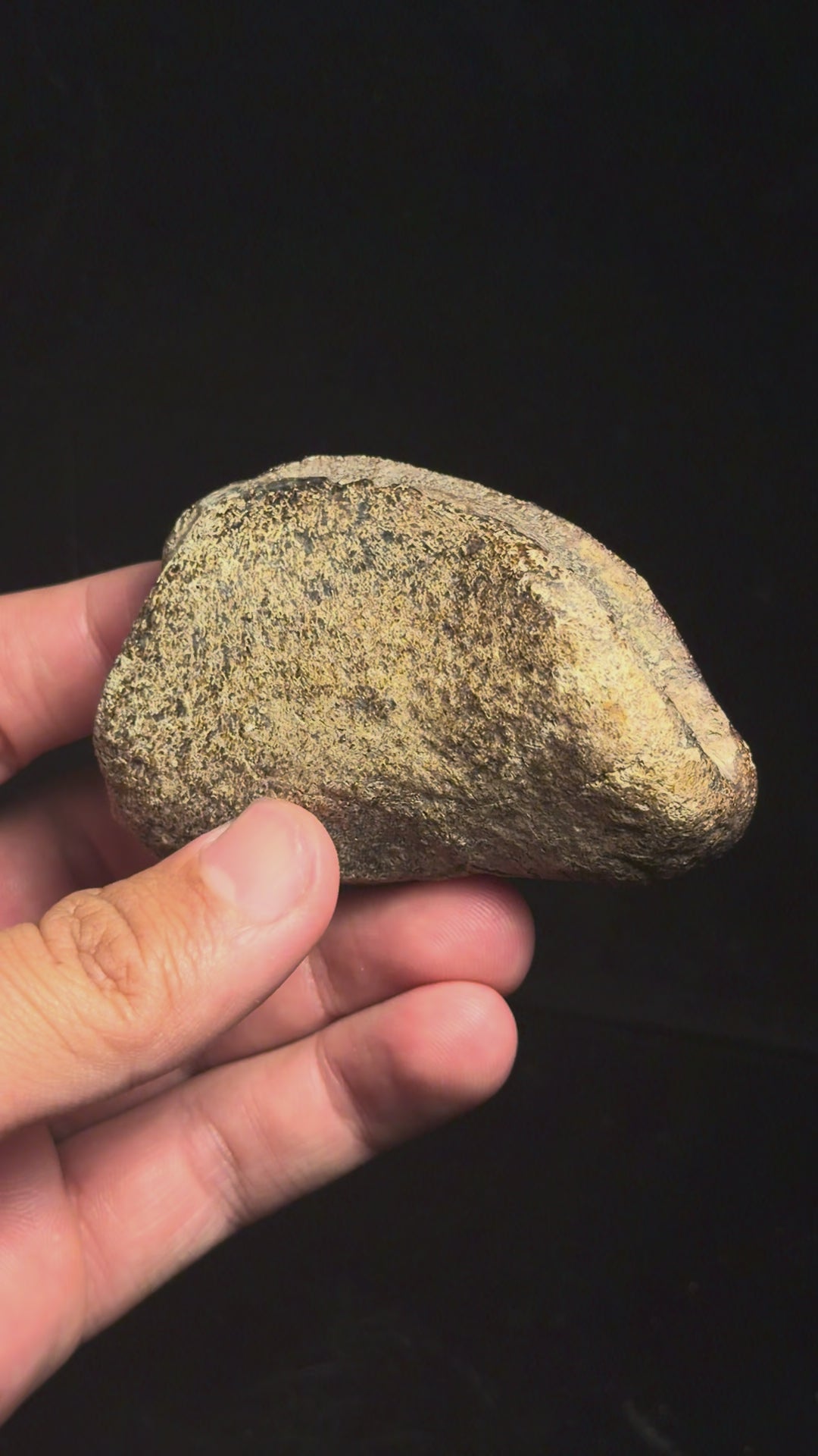 Hadrosaur Phalange – 2.98" – Judith River/Hell Creek Formation, Montana