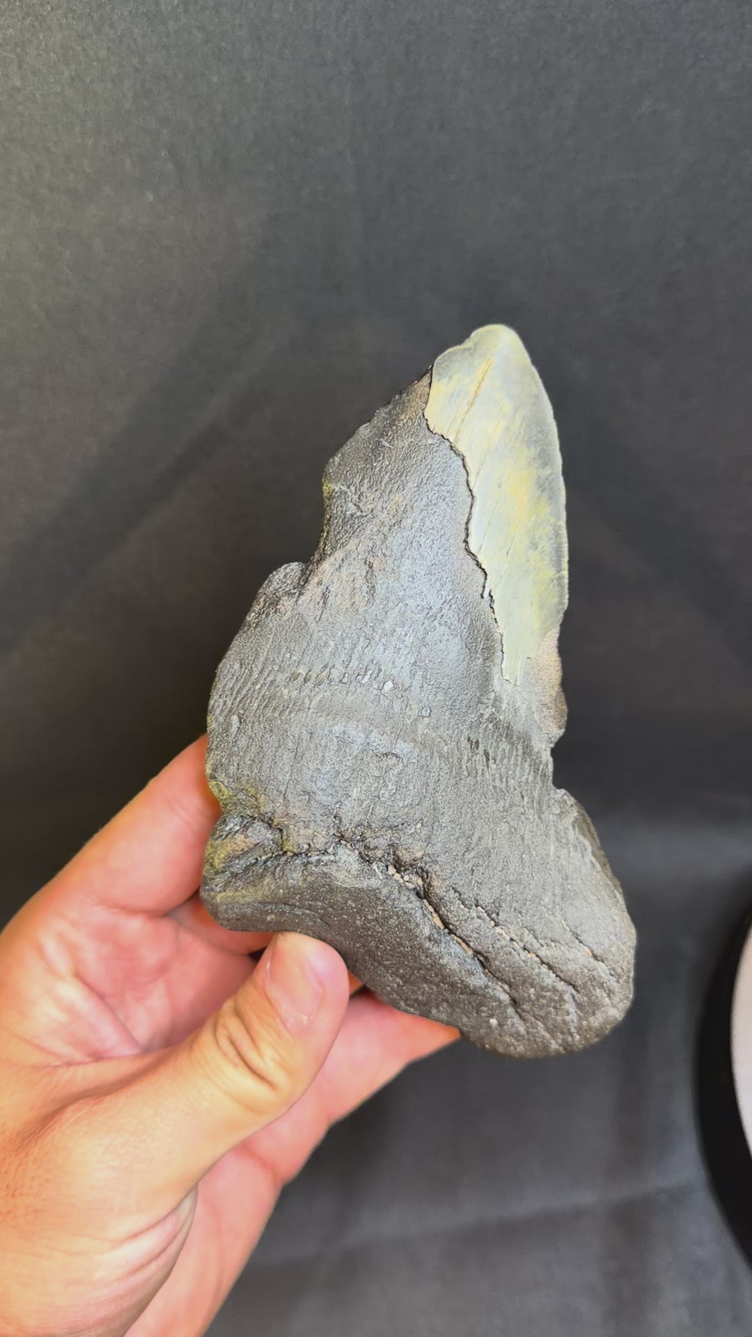 Megalodon tooth - 5.90”