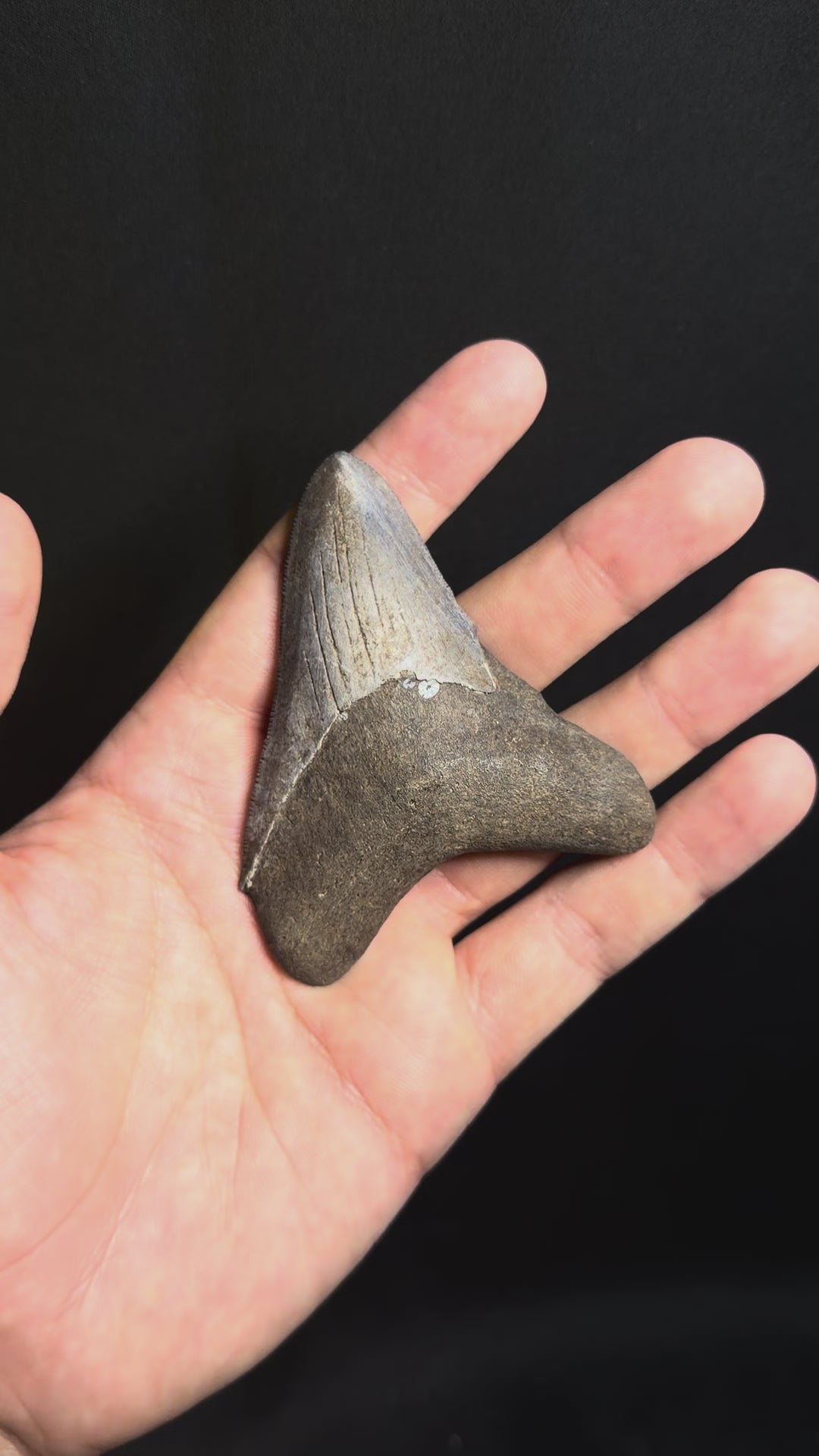 Megalodon Tooth – 3.36” – Georgia