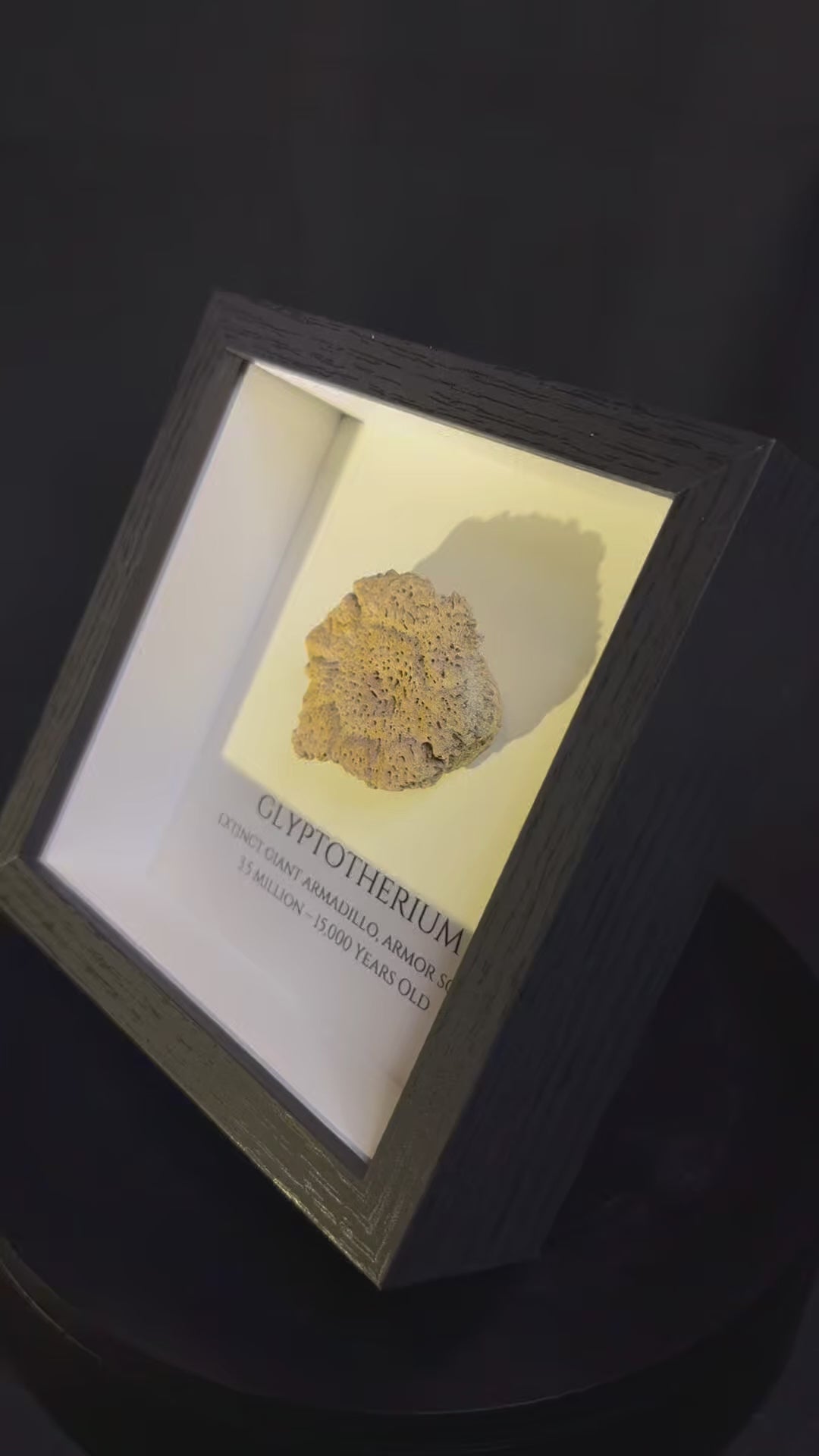 Framed Glyptotherium / Glyptodon scute