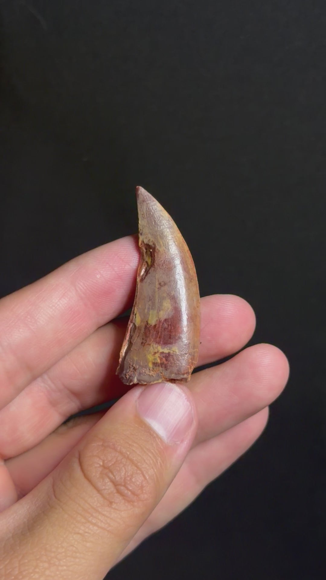 Carcharodontosaurus Tooth – 1.92" – Kem Kem Beds, Morocco