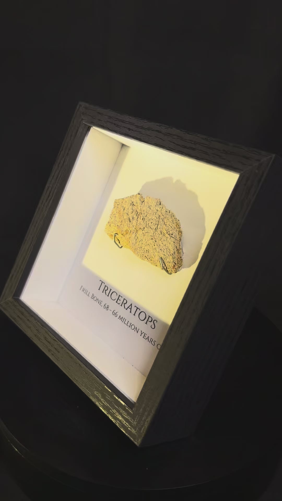 Framed Triceratops Frill fragment - Hell Creek Formation