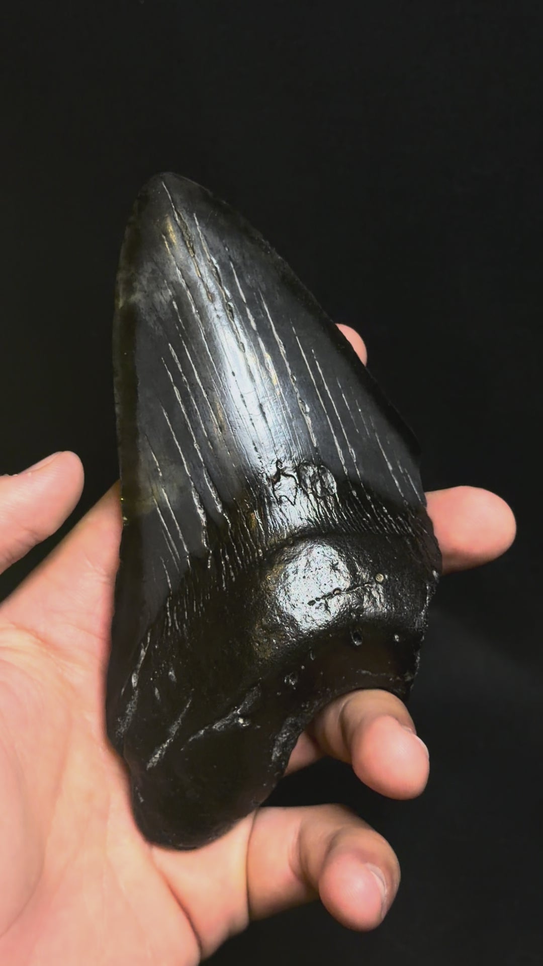 5.70” Megalodon Tooth – South Carolina