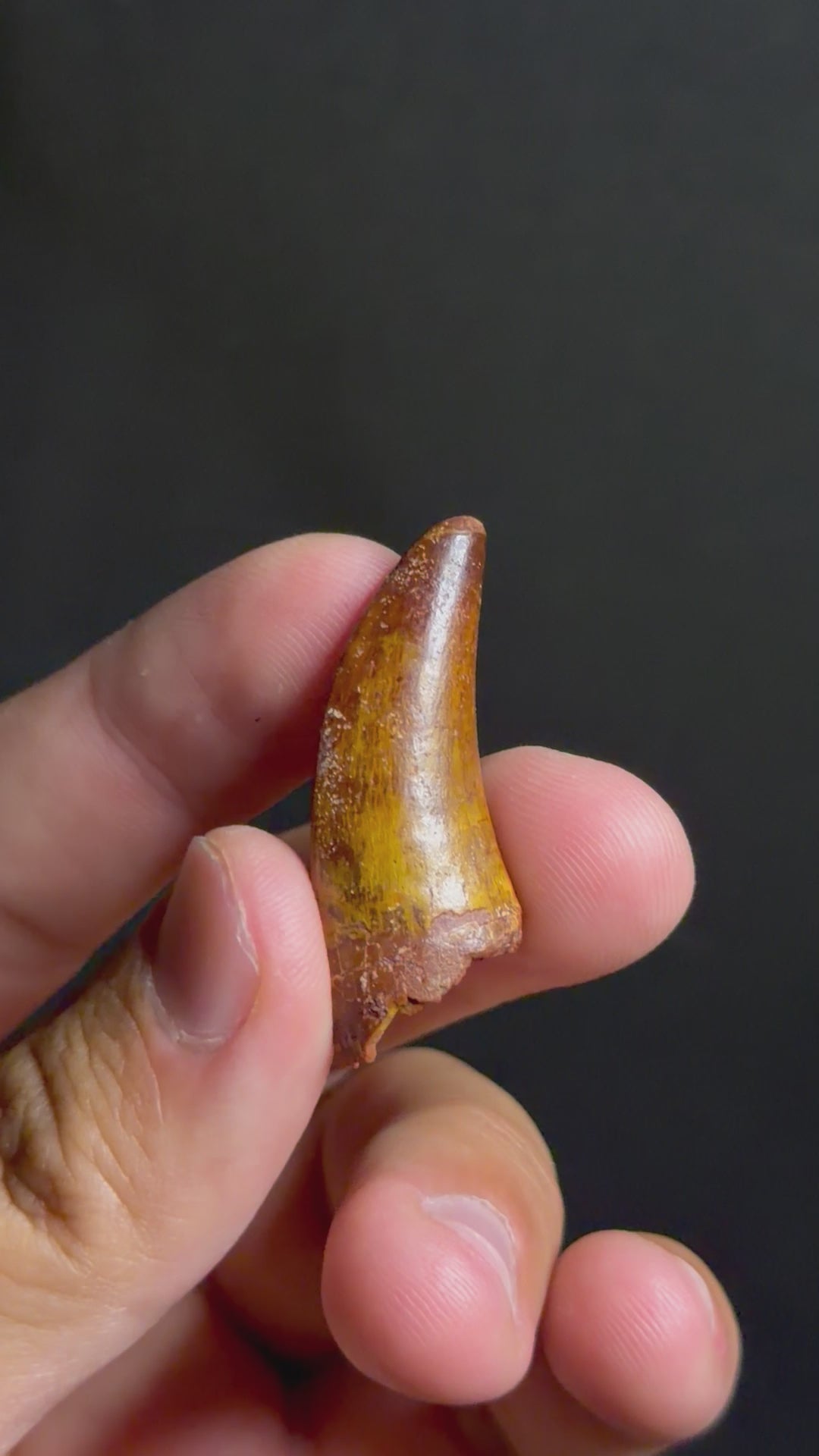 Carcharodontosaurus Tooth – 1.60" – Kem Kem Beds, Morocco