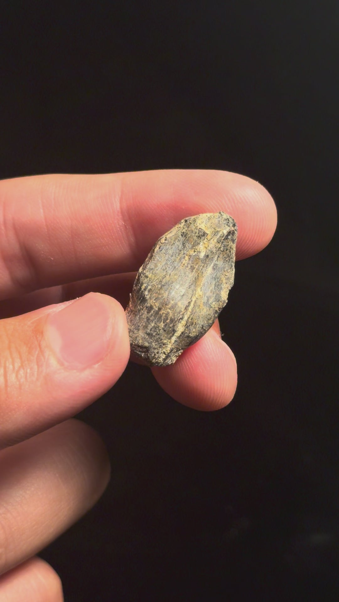 Lapparentosaurus Tooth – 0.86" – Middle Jurassic, Madagascar