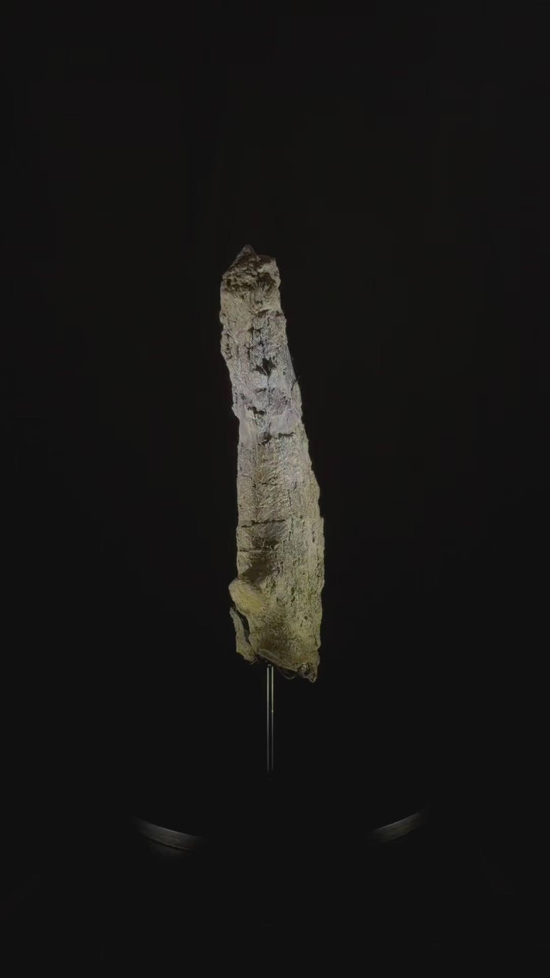 Camarasaurus Tail Vertebra Spike - Morrison Formation