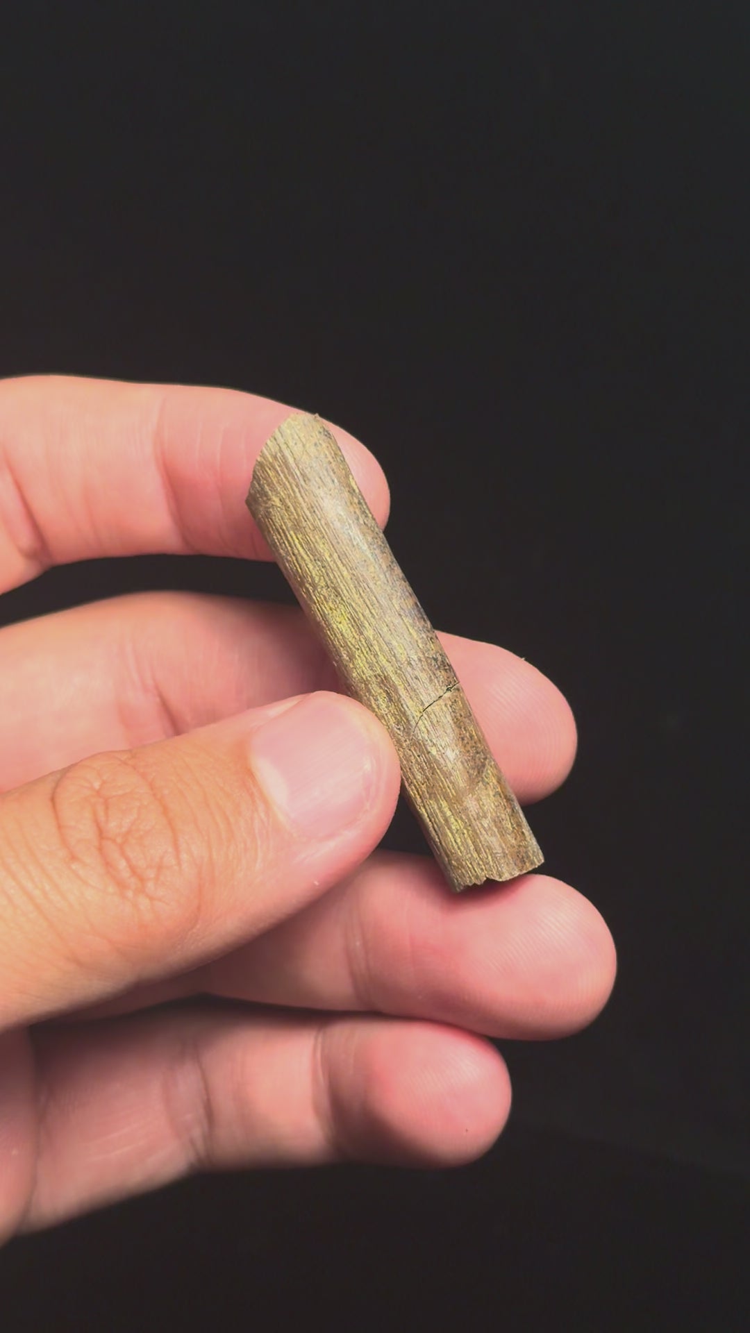 Hadrosaur Ossified Tendon – 2.06" – Lance Formation, Wyoming