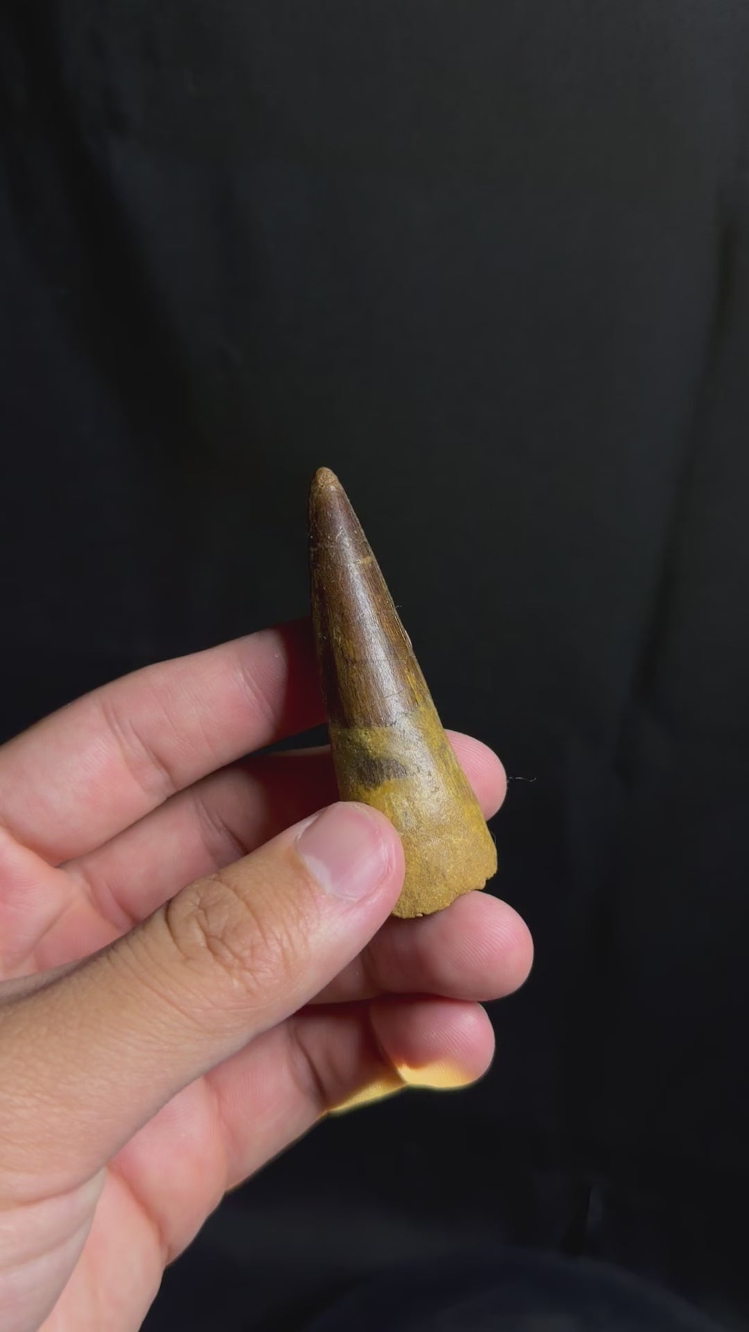 Spinosaurus Tooth – 2.80" – Kem Kem Beds, Morocco