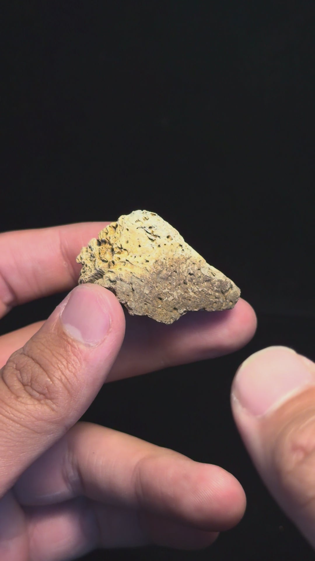 Ankylosaur Scute – 1.68" – Judith River Formation, Montana