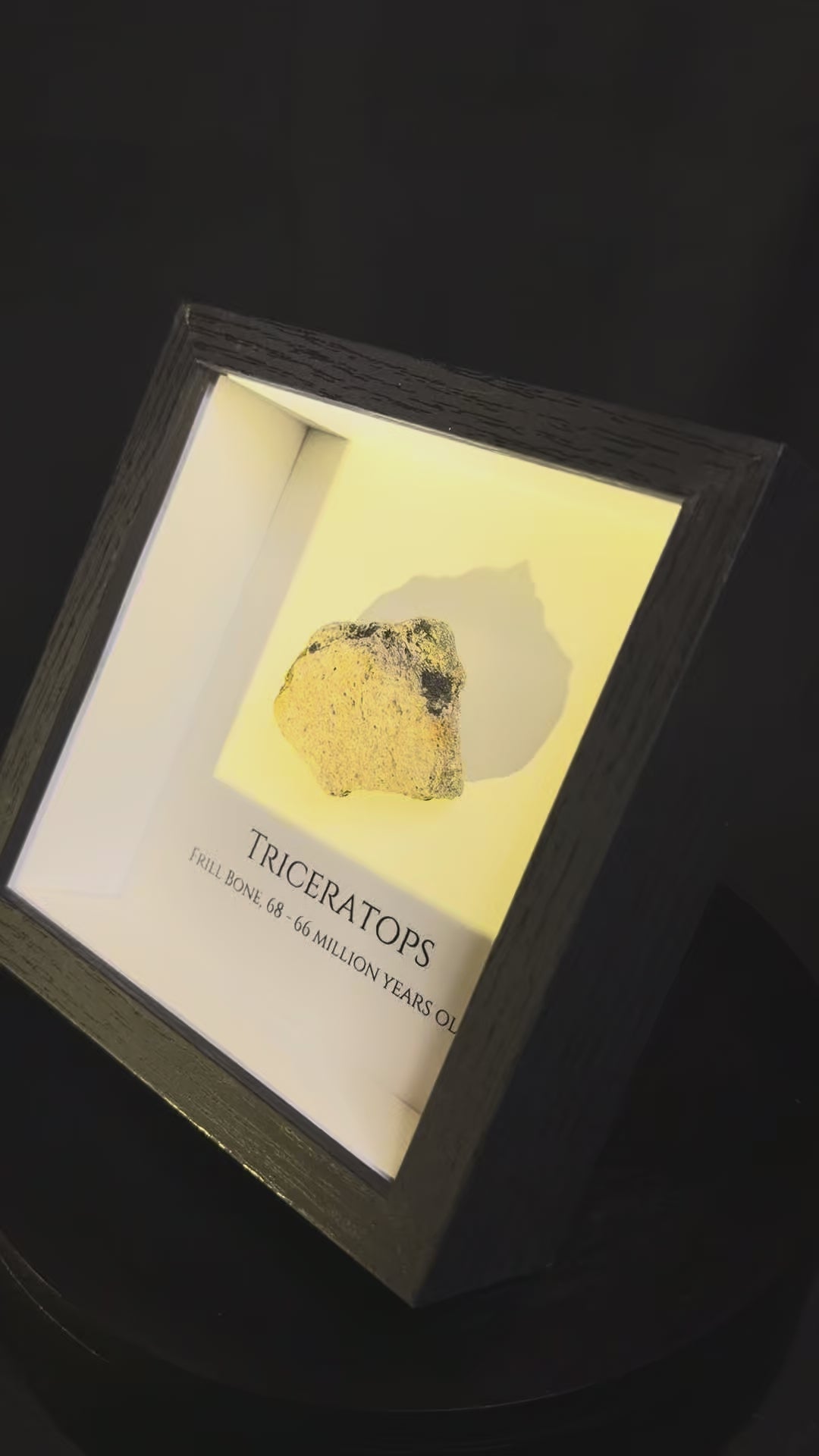 Framed Triceratops Frill fragment - Hell Creek Formation