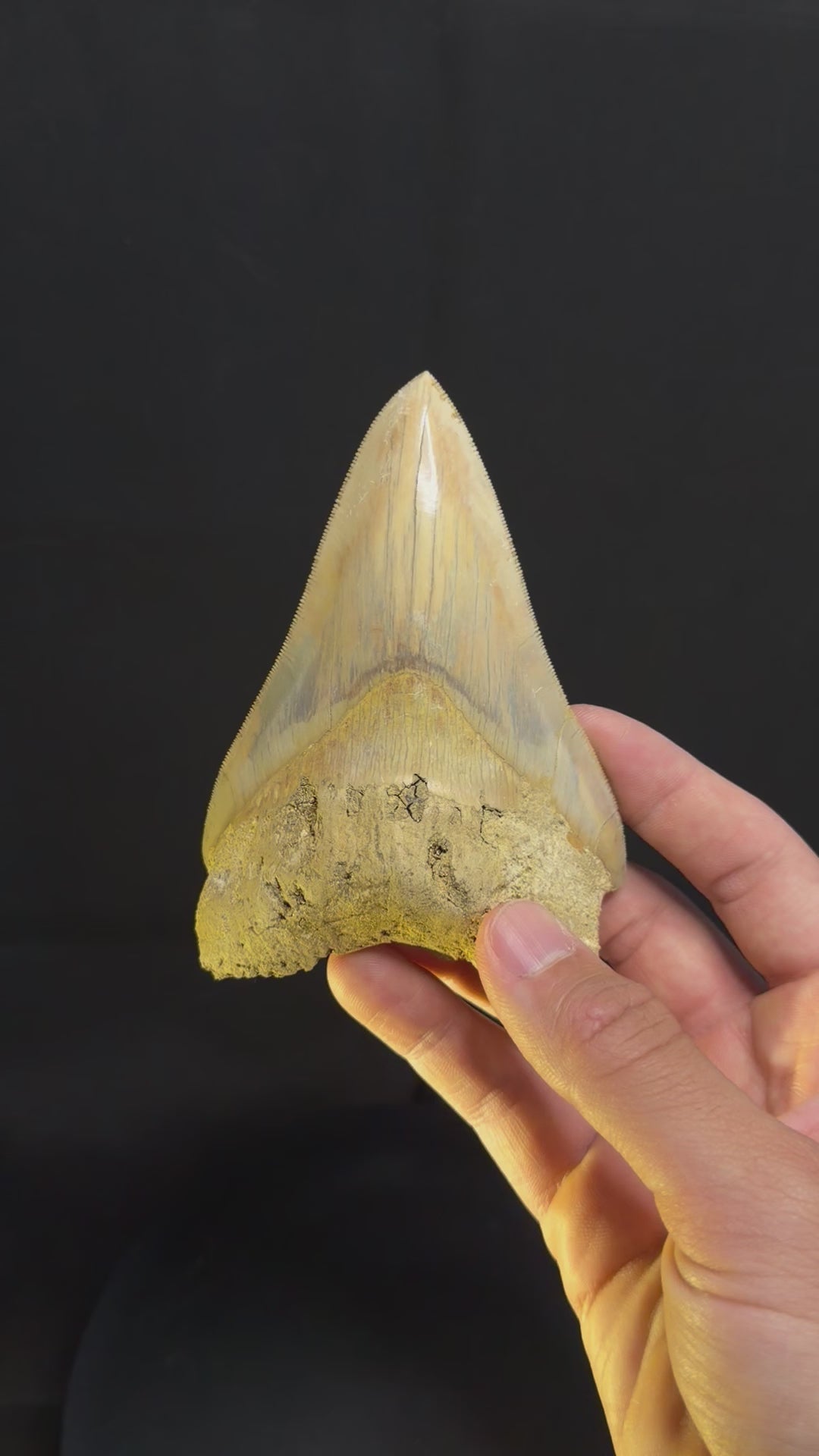 Framed Megalodon Tooth – 4.80” – Indonesia