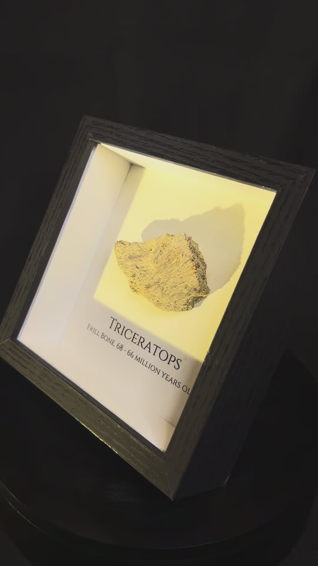 Framed Triceratops Frill fragment - Hell Creek Formation