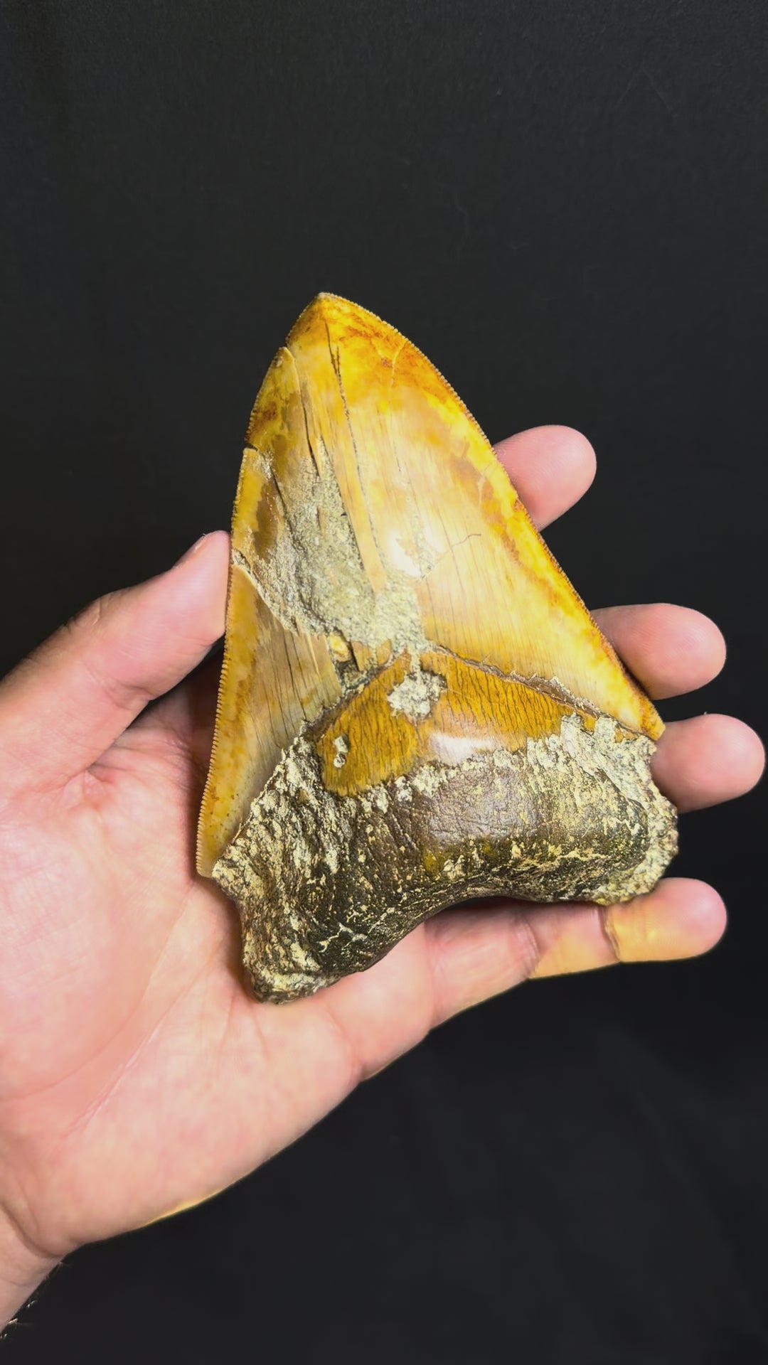 Megalodon Tooth – 5.28” – Indonesia