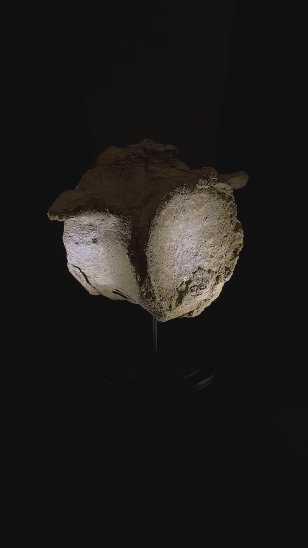 Camarasaurus Vertebra - Morrison Formation