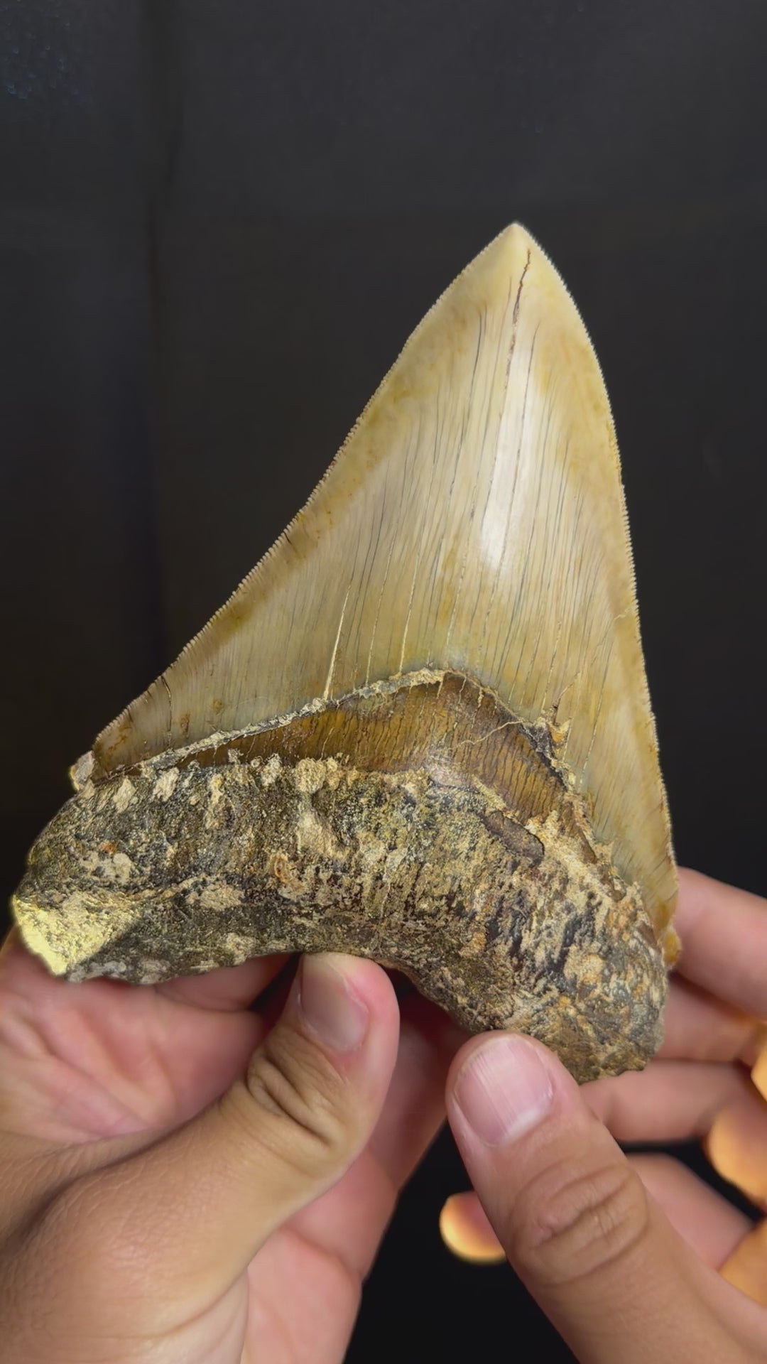 Megalodon Tooth – 5.57” – Indonesia