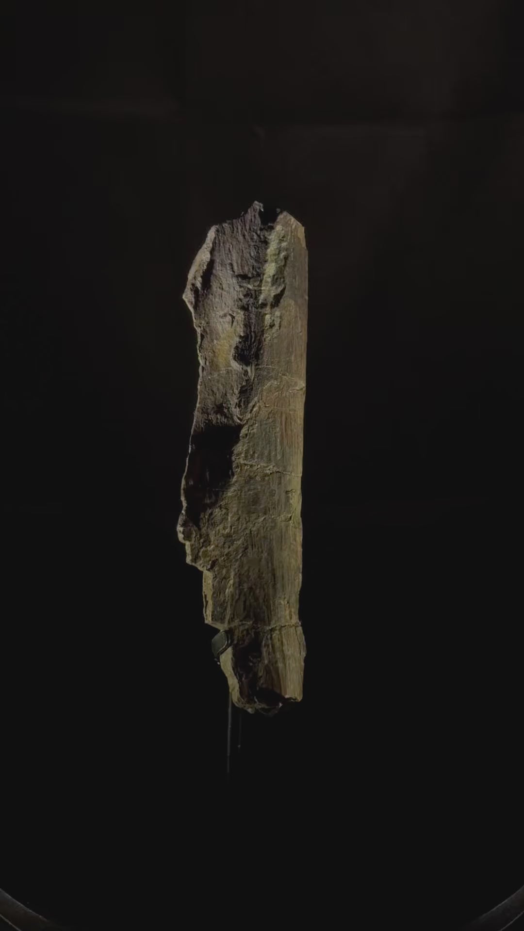Allosaurus Rib - Morrison Formation