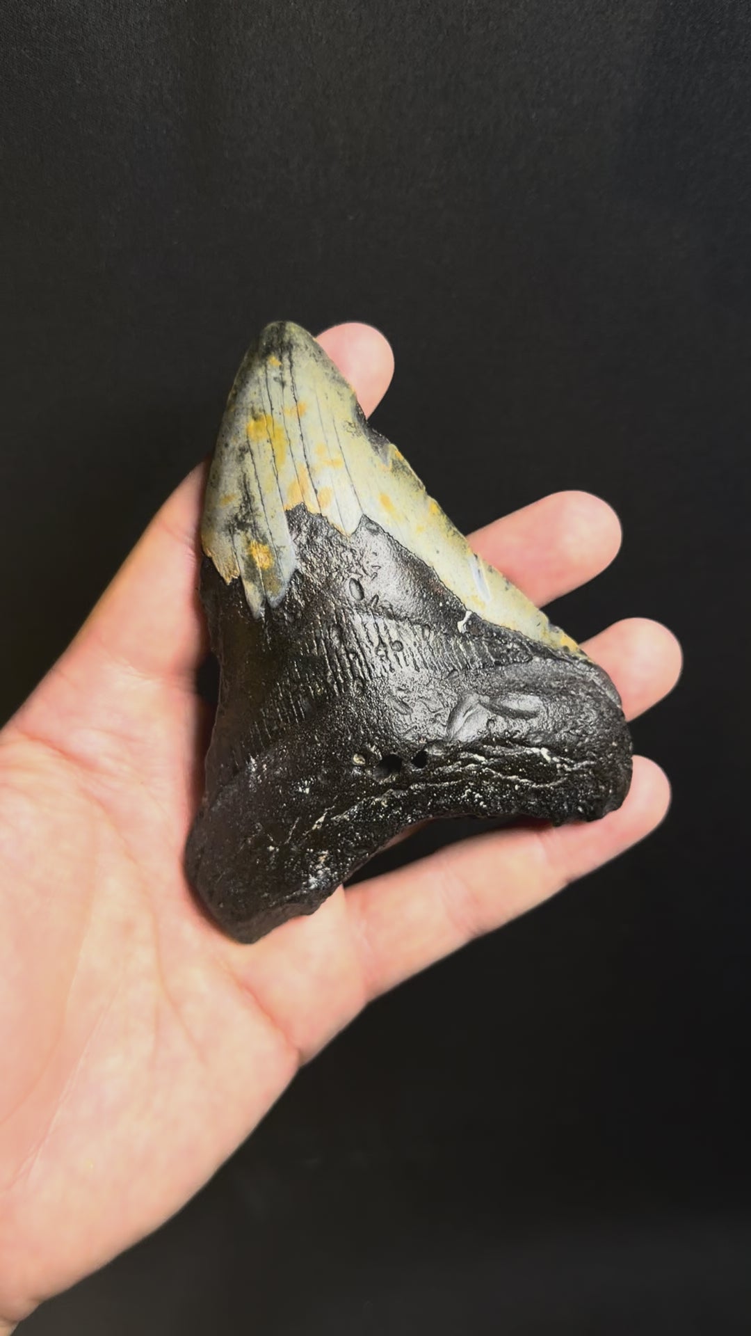 Megalodon Tooth – 4.52” – Ledge, North Carolina
