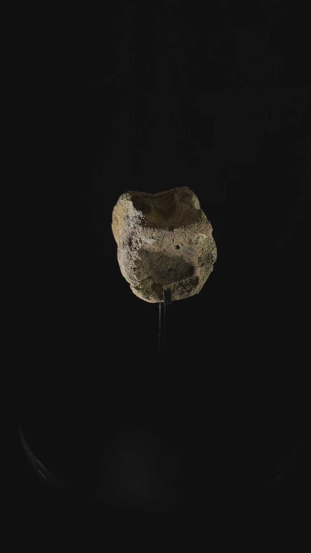 Hadrosaur Tail Vertebra - Hell Creek Formation