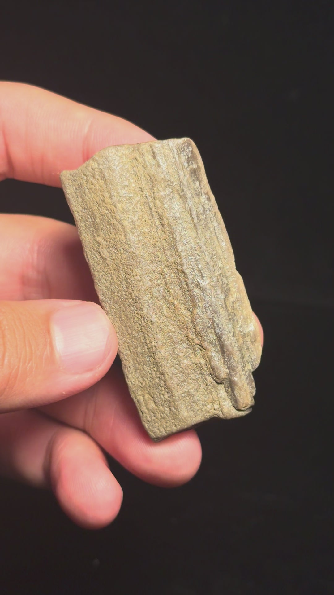 Petrified Wood – 2.45" – Hell Creek Formation, Montana