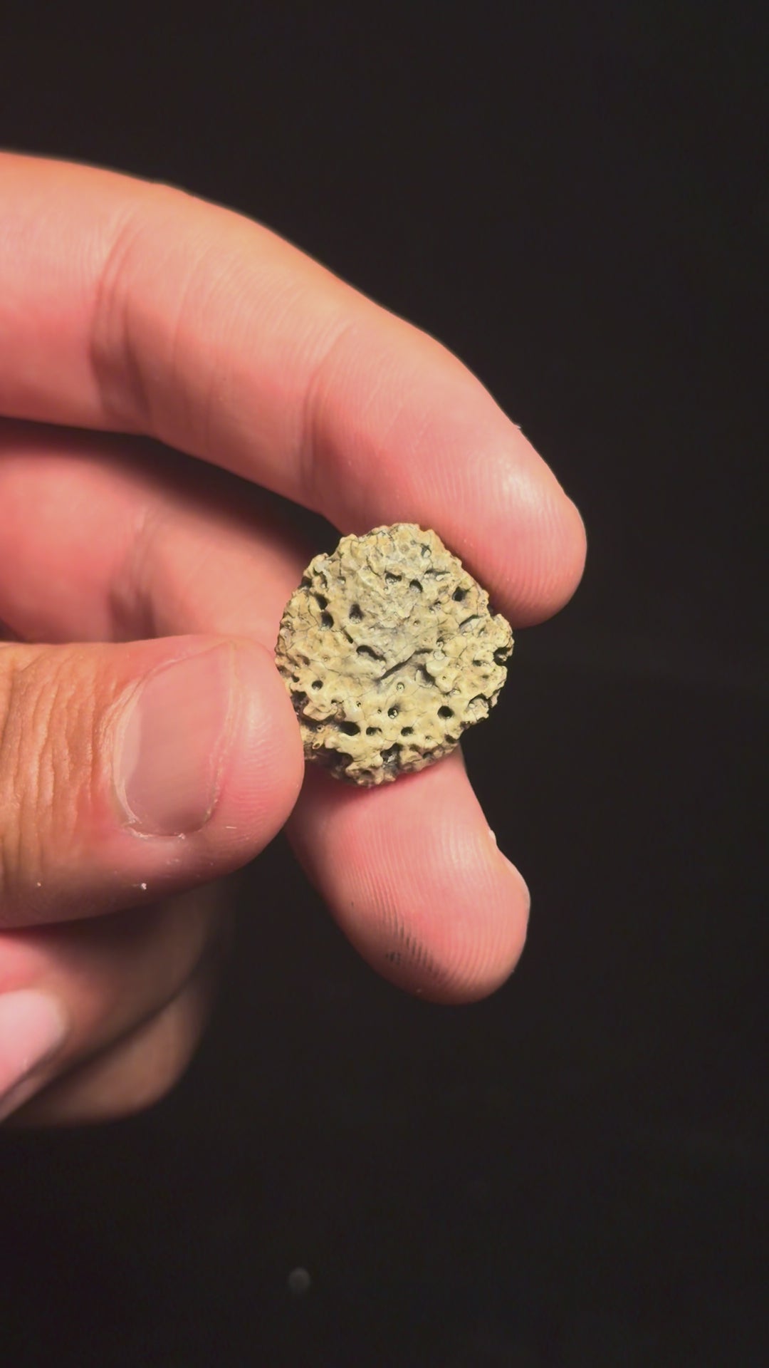 Ankylosaur Scute – 0.83" – Judith River Formation, Montana