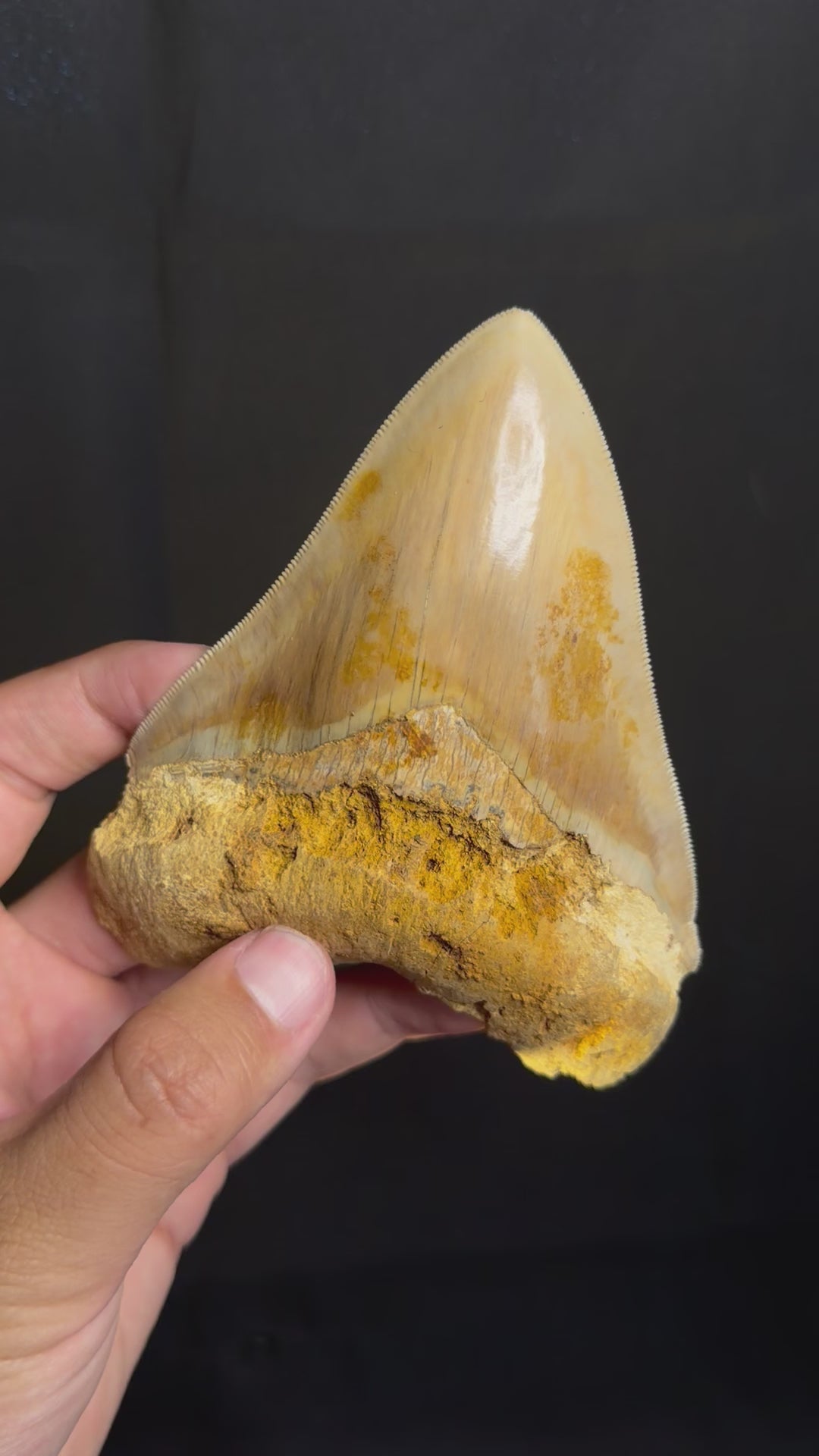 Megalodon Tooth – 4.99” – Indonesia