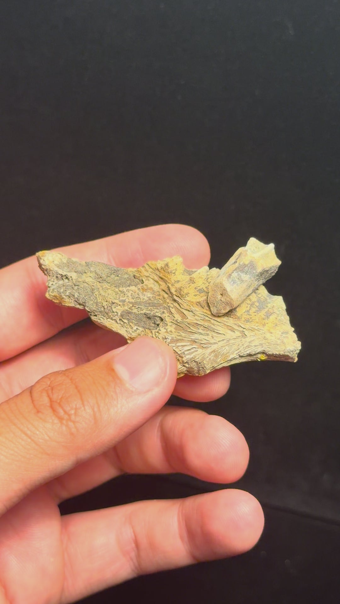 Hadrosaur Jaw Section with Tooth – 2.78" – Judith River/Hell Creek Formation, Montana