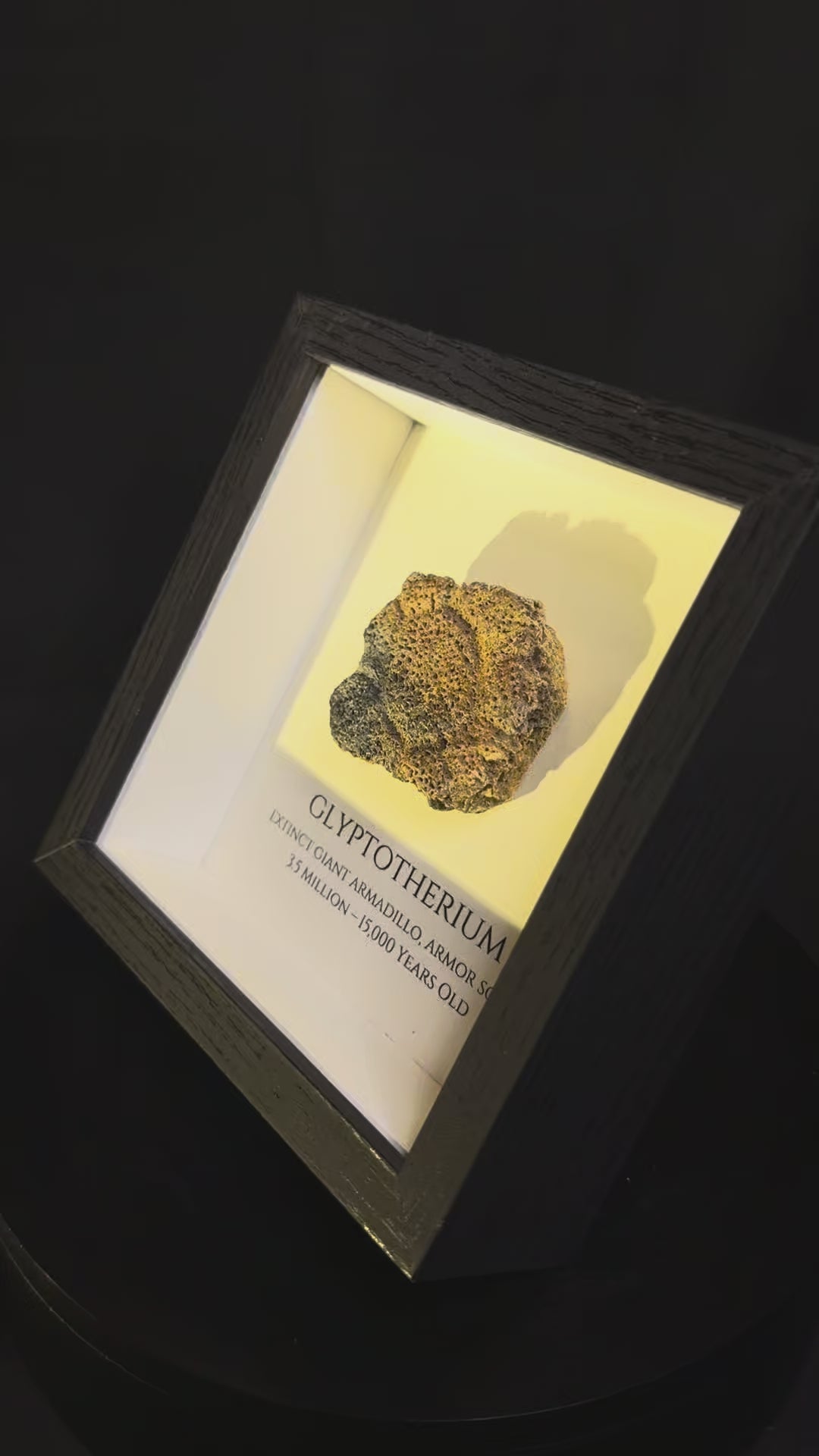 Framed Glyptotherium / Glyptodon scute