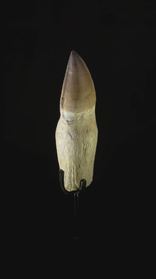 Rooted Mosasaur Tooth - 4.93” - Morocco