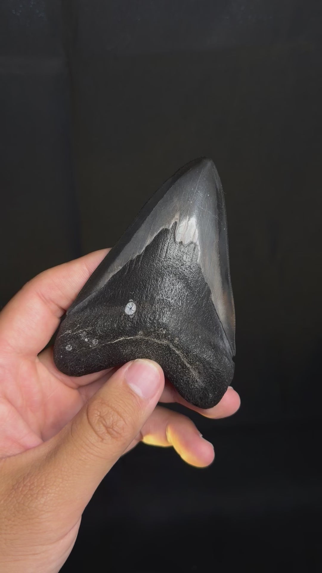 Megalodon Tooth - 4.26" - Ledge, North Carolina