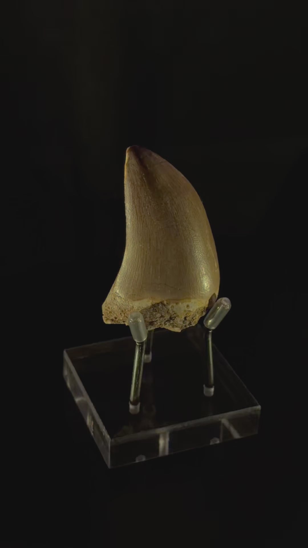 Mosasaur Tooth - 2” - Morocco