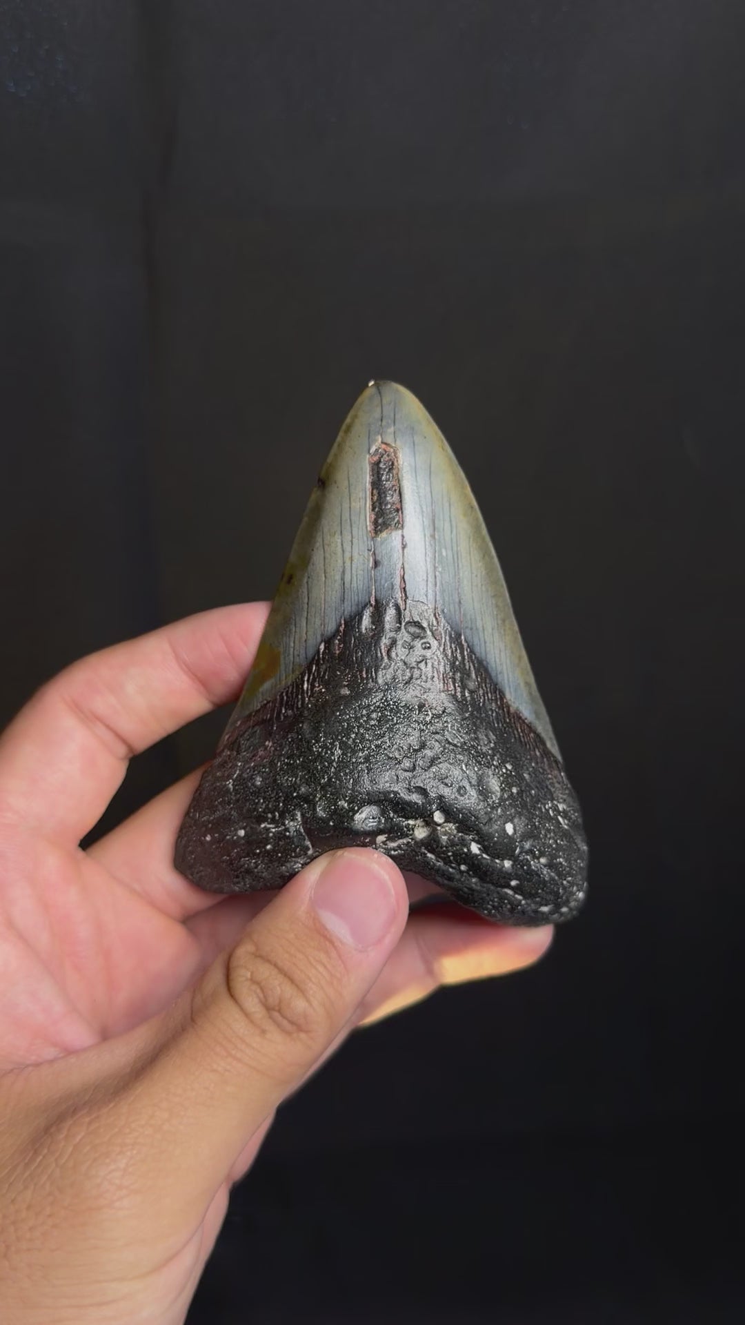 Megalodon Tooth - 4.14" - Ledge, North Carolina