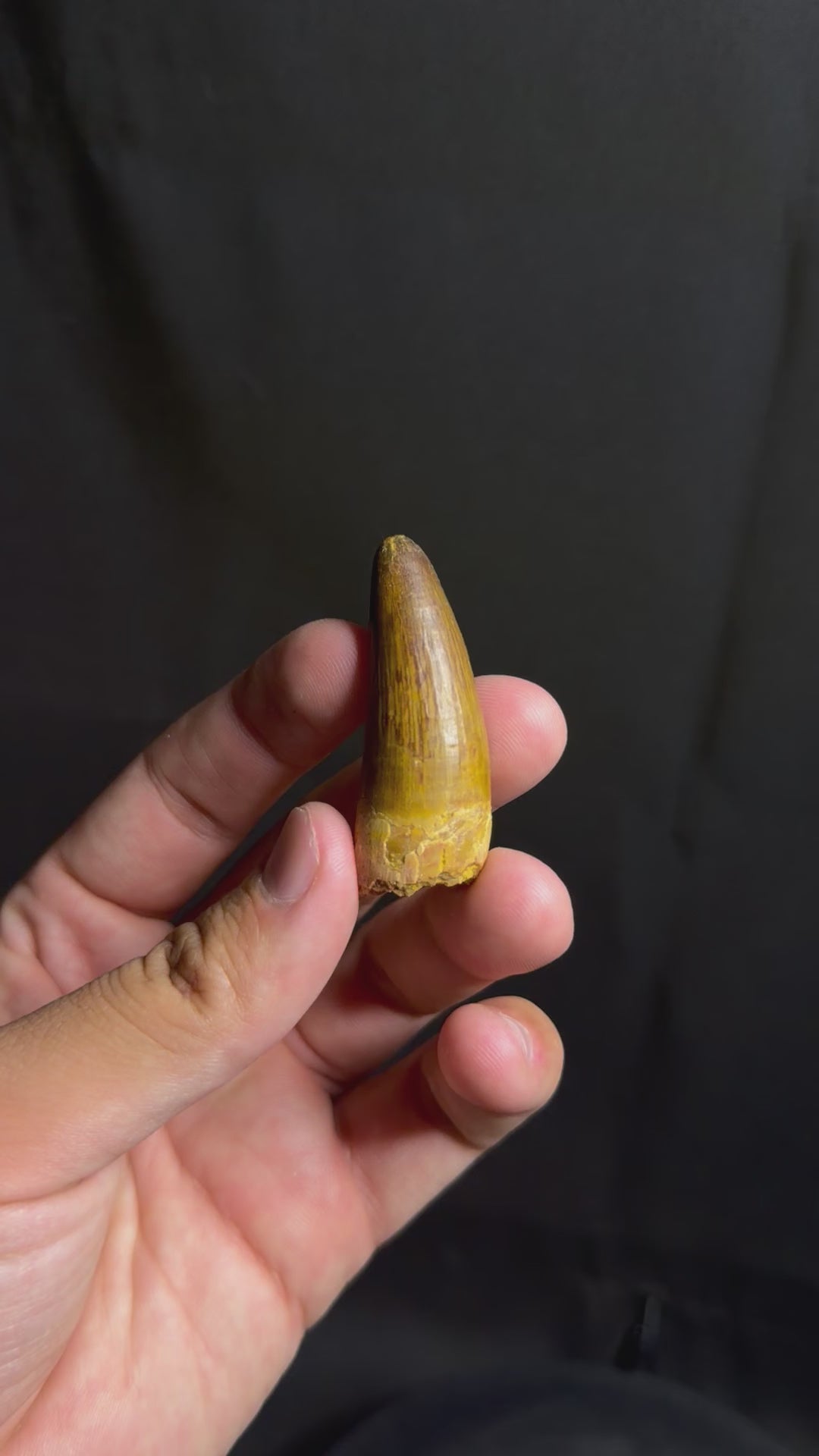 Spinosaurus Tooth – 1.97" – Kem Kem Beds, Morocco