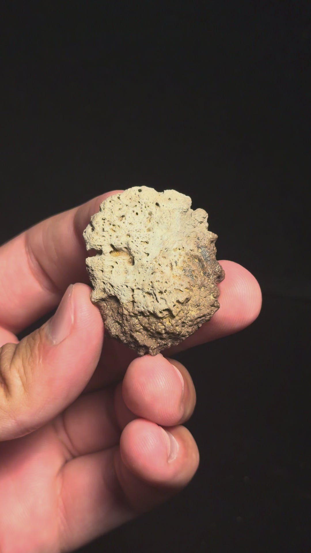 Ankylosaur Scute – 1.56" – Judith River Formation, Montana