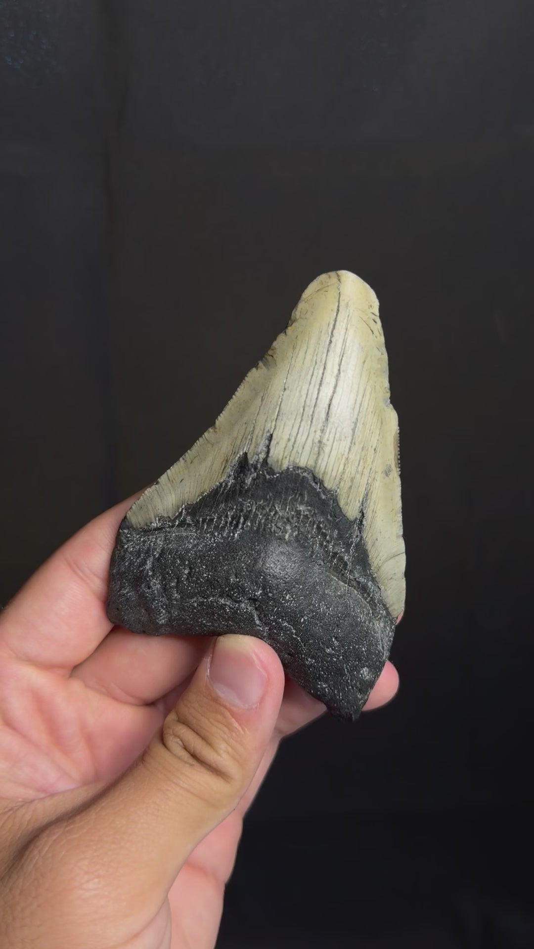 Megalodon Tooth - 4.29" - Ledge, North Carolina