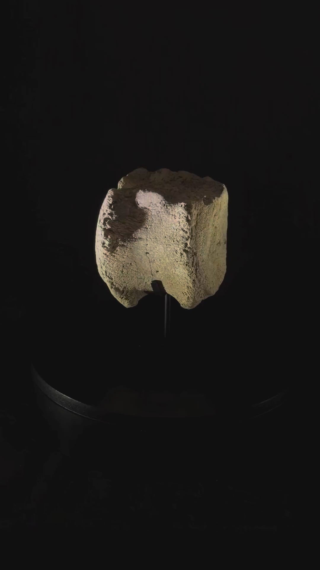 Hadrosaur Tail Vertebra - Hell Creek Formation