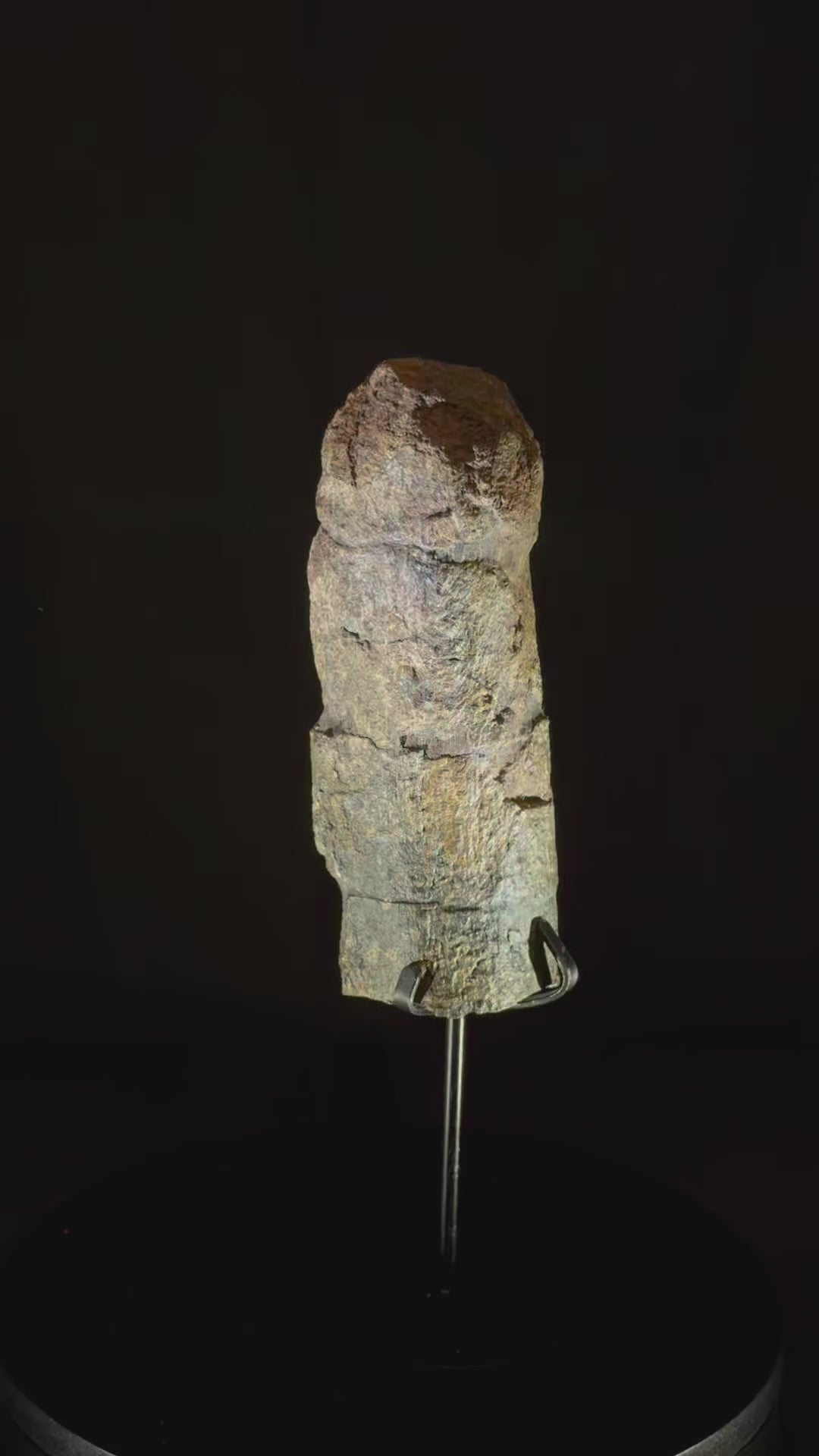 Camarasaurus Rib - 6.13” - Morrison Formation